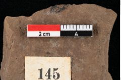 Foto (Detailansicht) von Callitris cyclosperma Ettingshausen (NHMW-GEO-2024-0188-0145)